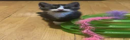 Mixed Breed cats for sale: 3 BEAUTIFUL KITTENS!  - Advert 4