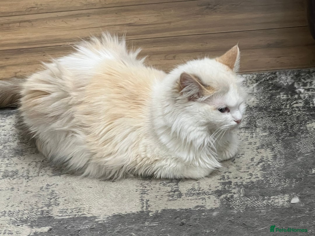 Ragdoll cats for sale: Radoll kittens, blue/lilac point - Image 15