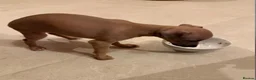 Italian Greyhound dogs for sale: 💙 beautiful blue boy looking for his forever home - Advert 29