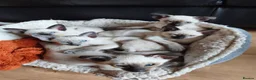 Siamese cats for sale: Gorgeous Siamese kittens!!! - Advert 16