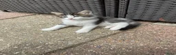 Mixed Breed cats for sale: Cute little kittens. in Staines - Advert 8