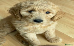 Labradoodle dogs for sale: Last two! Beautiful F3b Labradoodle Puppies - Image 8