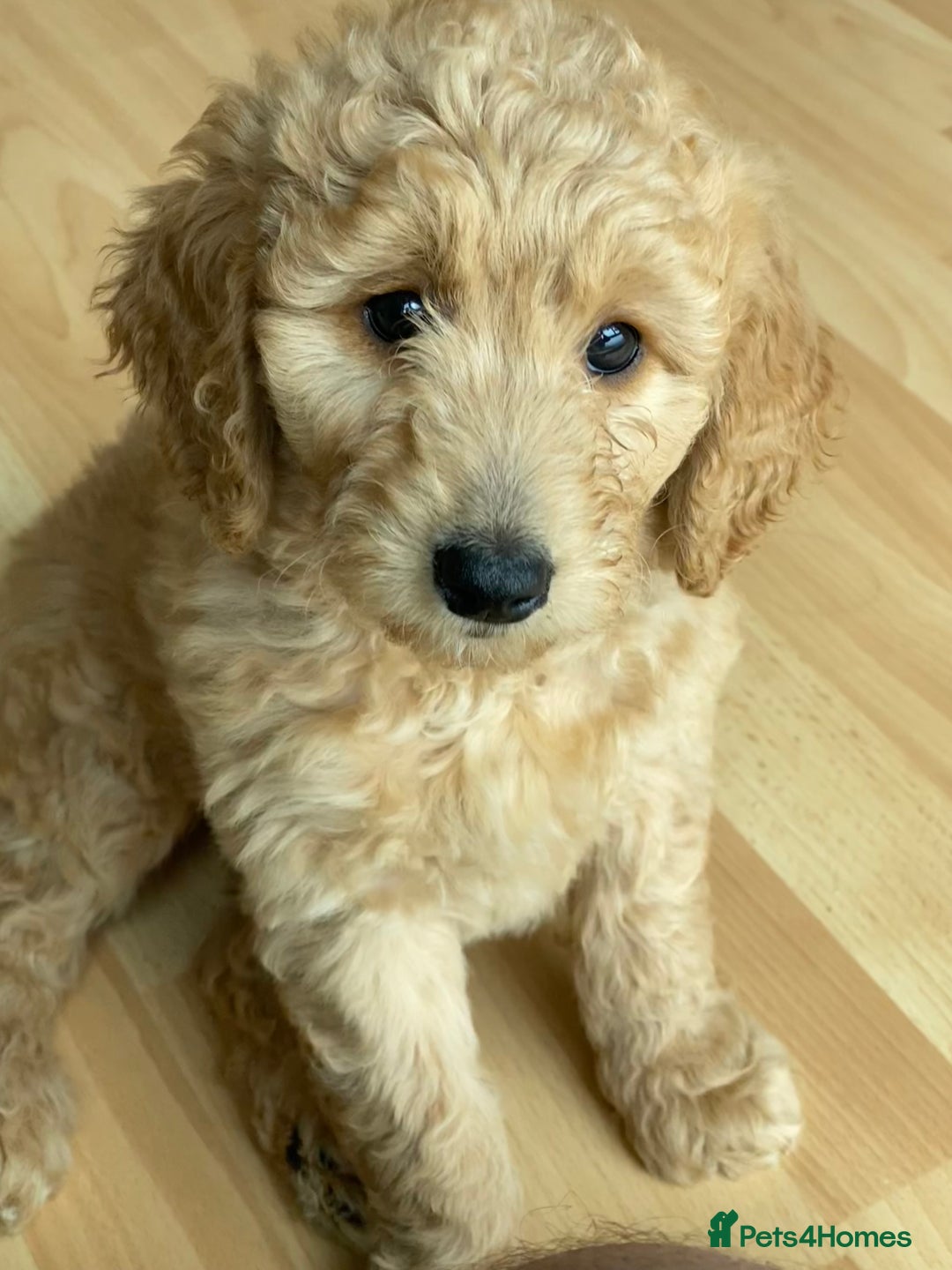 Labradoodle dogs for sale: Last two! Beautiful F3b Labradoodle Puppies - Image 8