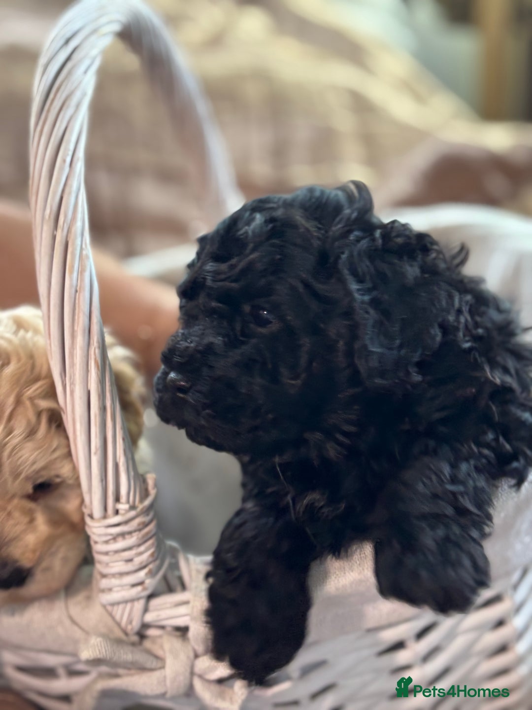 Poochon dogs for sale: Puppies for sale  - Advert 12