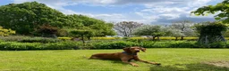 Hungarian Vizsla dogs for sale: 🐾 10 Beautiful Hungarian Vizsla Puppies 🐾 - Advert 2