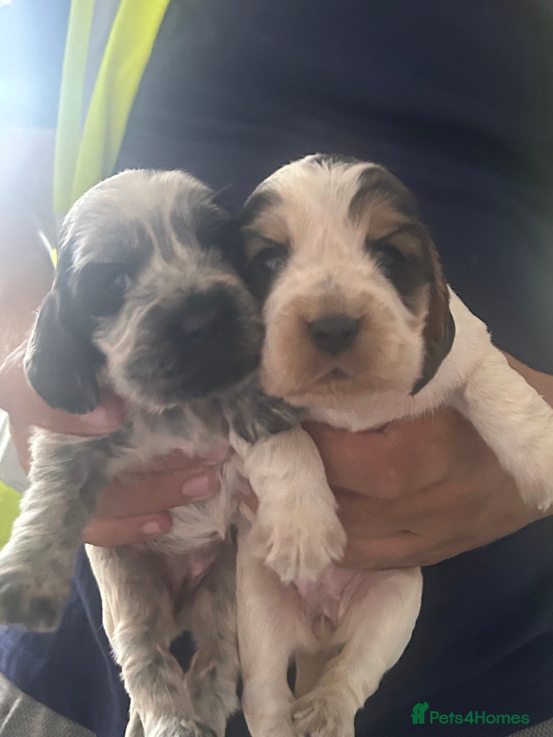 Cocker Spaniel dogs for sale: 🔥 rare coloured show type cocker spaniels  - Image 6