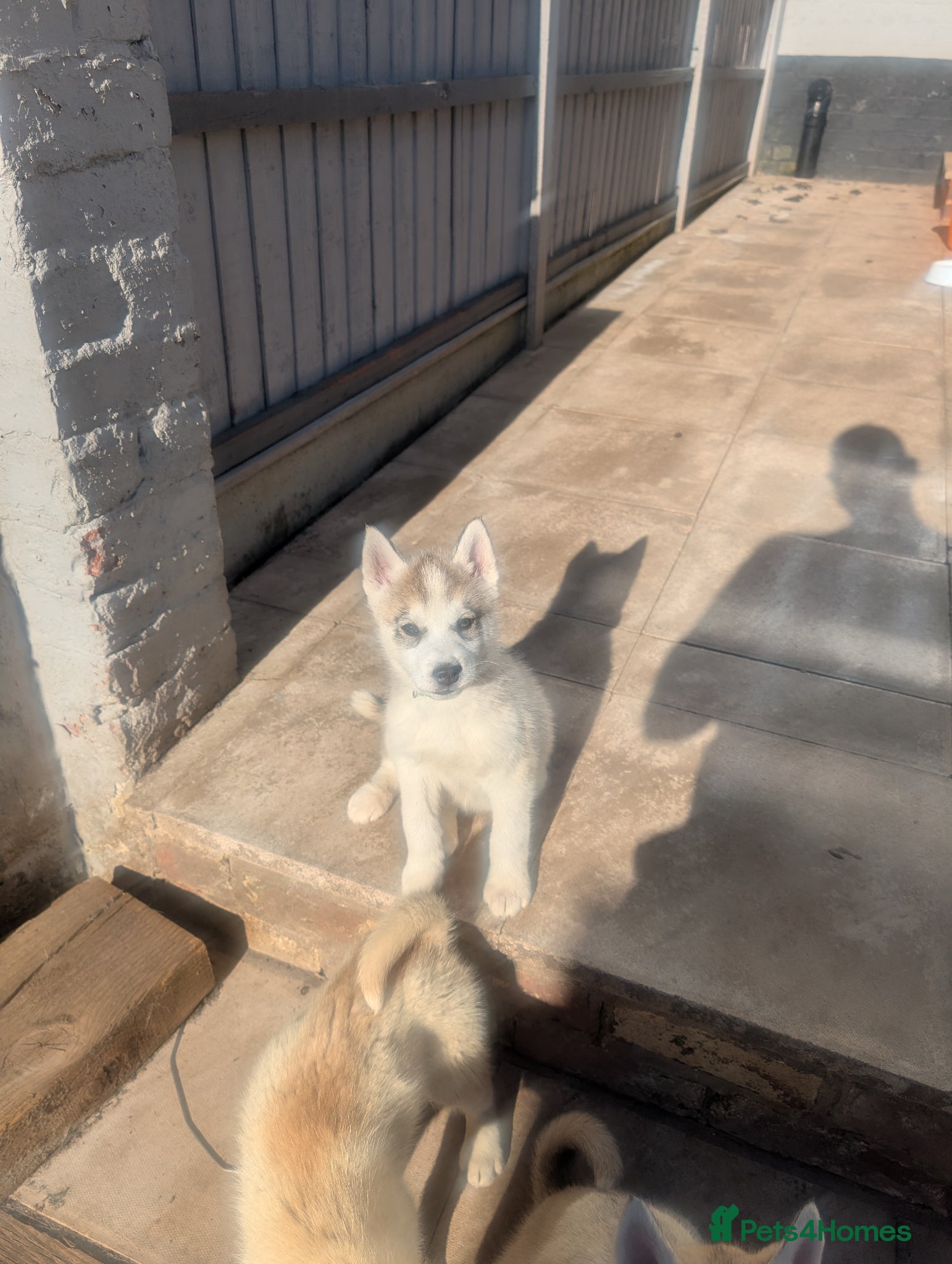 Siberian Husky dogs for sale: Siberian Husky puppies - Advert 5