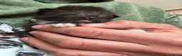 Ragdoll cats for sale: Ragdoll/abyssinian kittens  - Advert 8