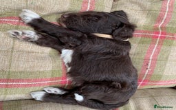 Bernedoodle dogs for sale: Midi Medium Bernedoodle Puppies  - Image 22