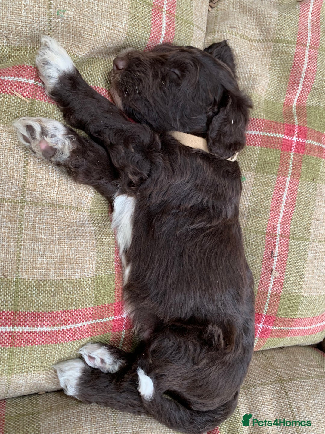 Bernedoodle dogs for sale: Midi Medium Bernedoodle Puppies  - Image 22