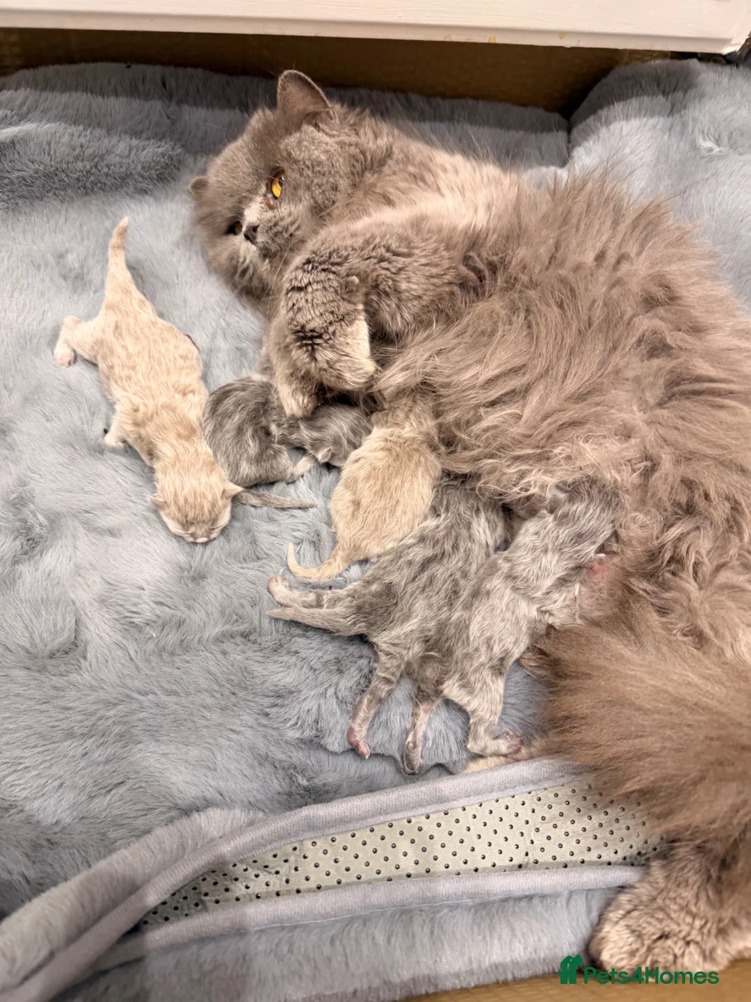 British Longhair cats for sale: Beautiful pure fluffy British longhair  - Advert 1