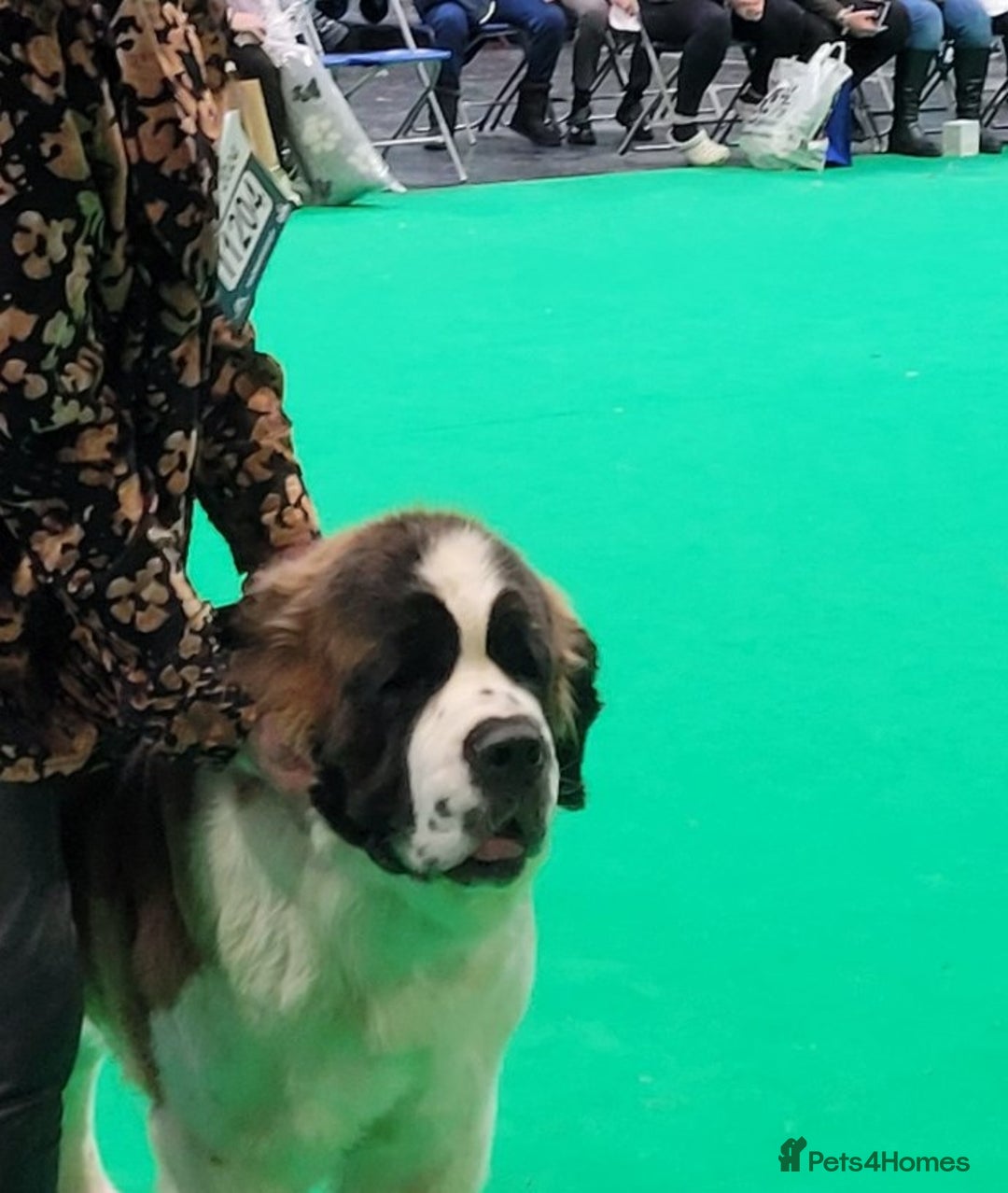 Saint Bernard dogs for sale: KC Reg Pups To Approved Homes. Health-tested line. - Advert 7
