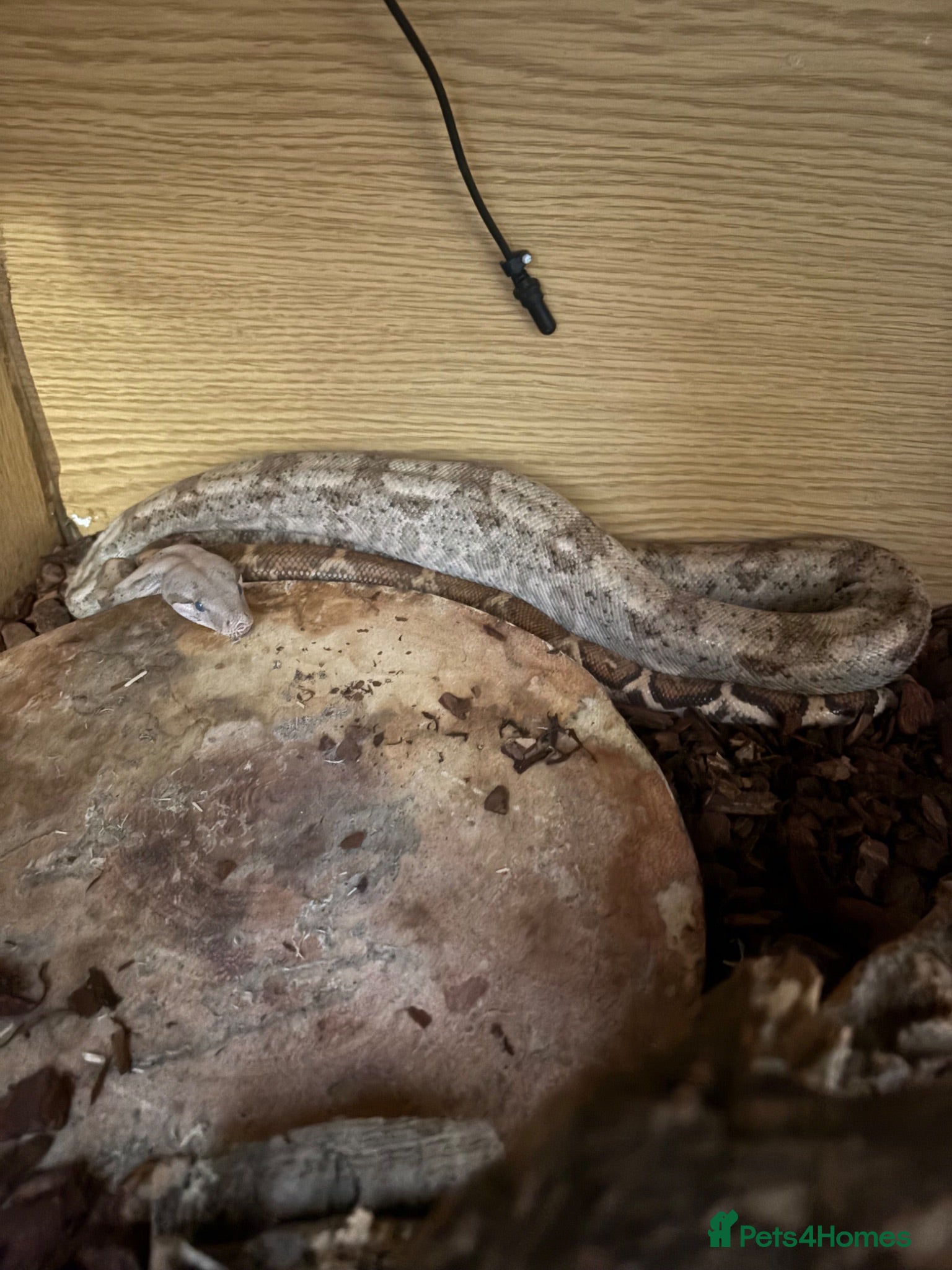Boa Snake reptiles Female hog island boa  - Advert 9