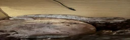 Boa Snake reptiles for sale: Female hog island boa  in Wakefield - Advert 1