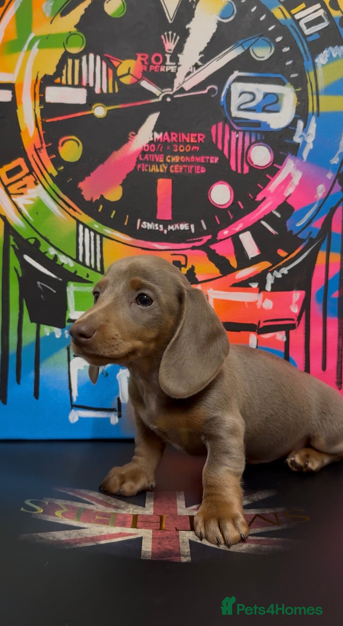 Miniature Dachshund dogs Quality long hair & smooth miniature Daxi puppy’s - Advert 15