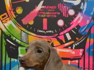 Miniature Dachshund dogs Quality long hair & smooth miniature Daxi puppy’s - Advert 15