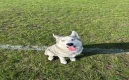 Siberian Husky dogs for sale: TRAINED rare siberian husky puppy - Image 3