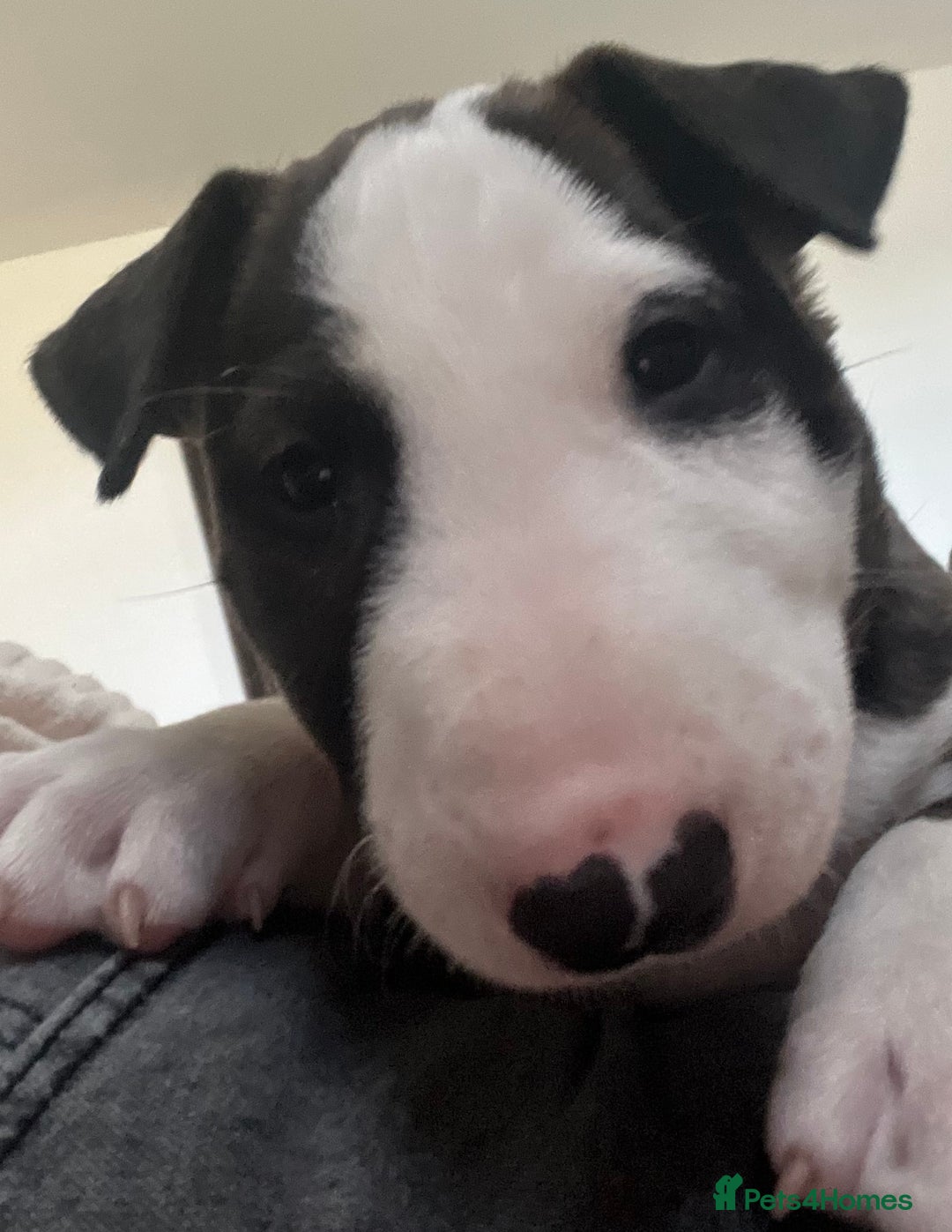 Bull Terrier dogs for sale: English Bull Terrier pups - Image 12