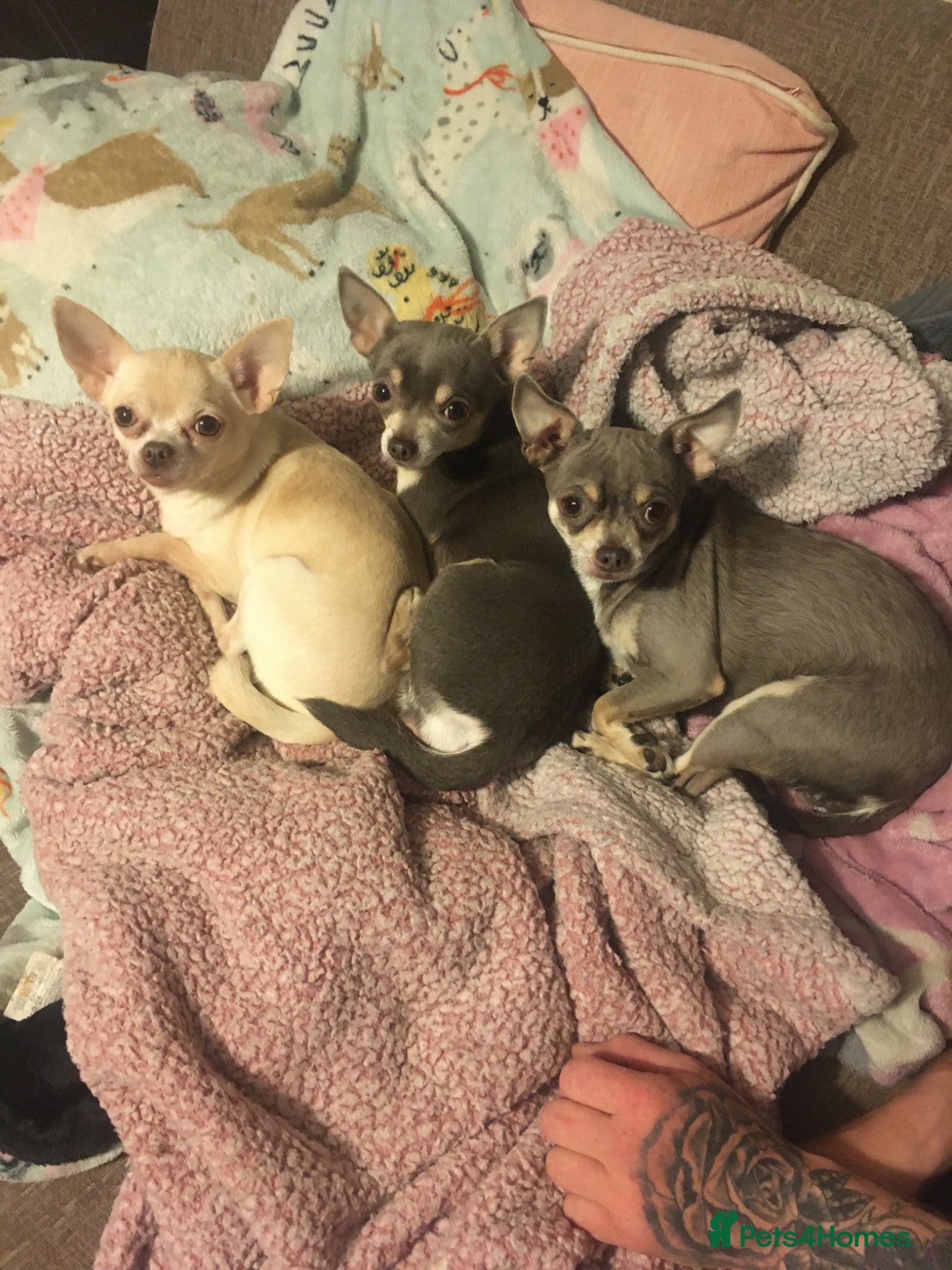 Chihuahua dogs for sale: 3 chihuahuas  - Advert 7