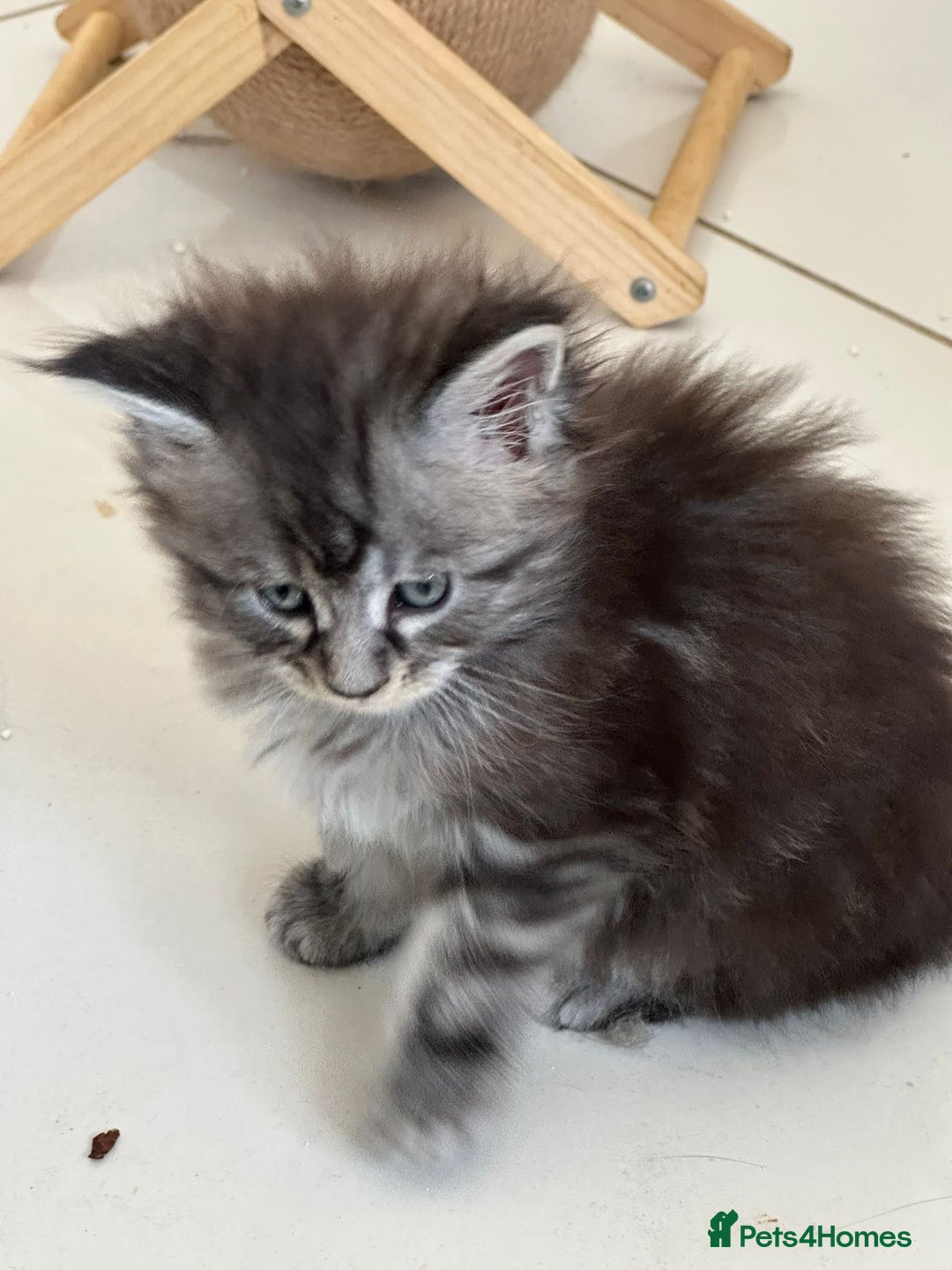 Maine Coon cats for sale: Stunning Mainecoon Kittens - Image 18