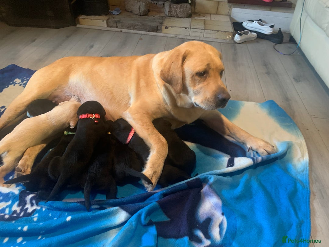 Labrador Retriever dogs for sale: Labrador puppys - Image 4