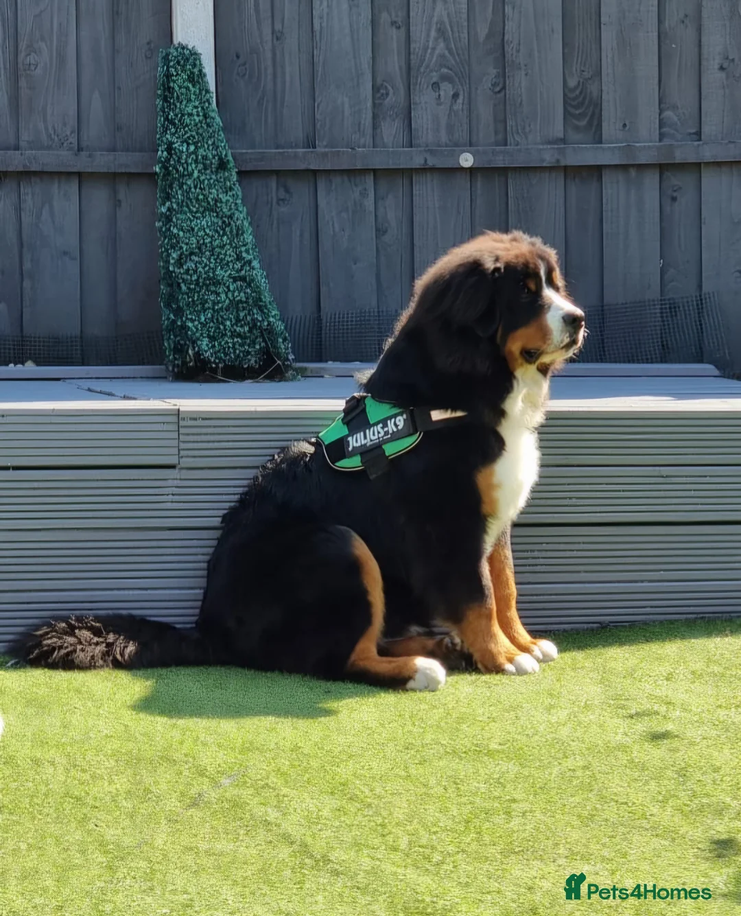 Bernese Mountain Dog dogs for stud: Proven Bernese Mountain Dog - Advert 3
