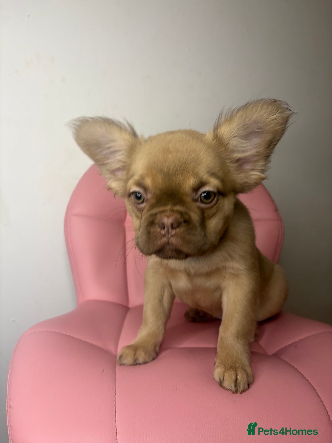French Bulldog dogs for sale: Gorgeous fluffy frenchie female - Advert 6