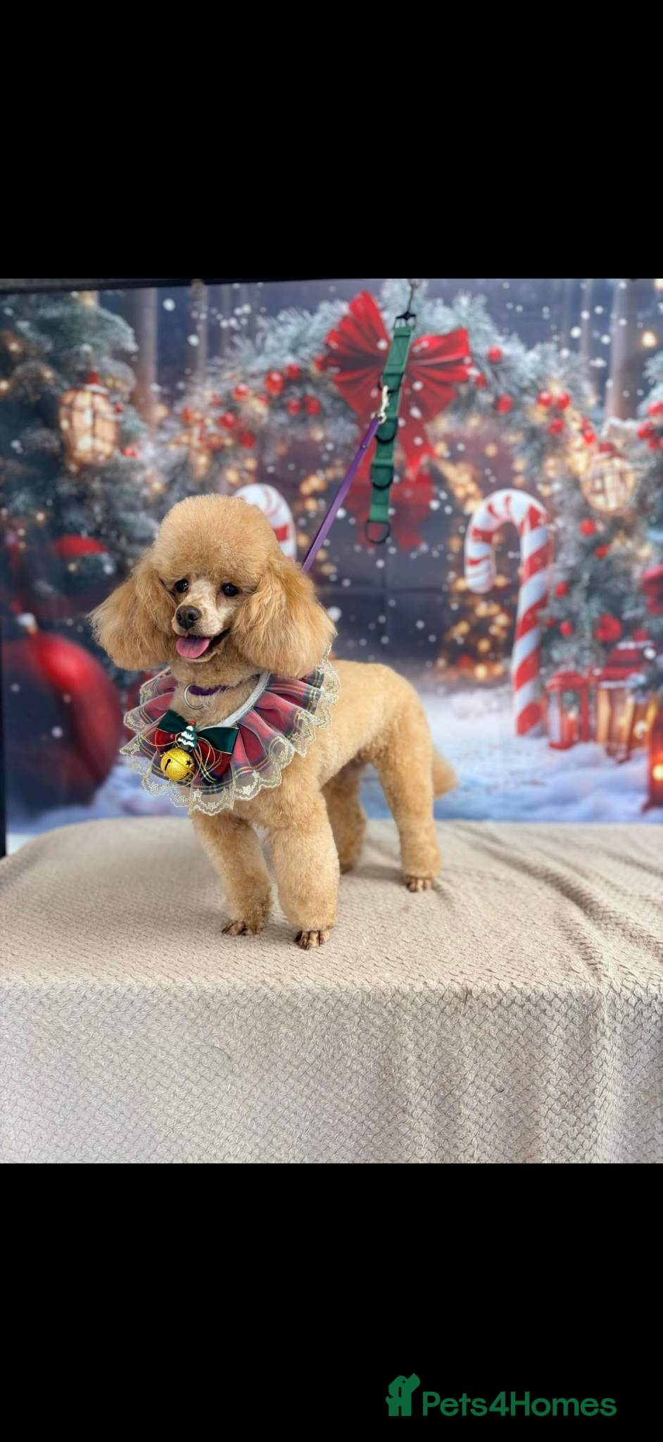 Toy Poodle dogs Kc registered toy poodle bitch - Advert 2