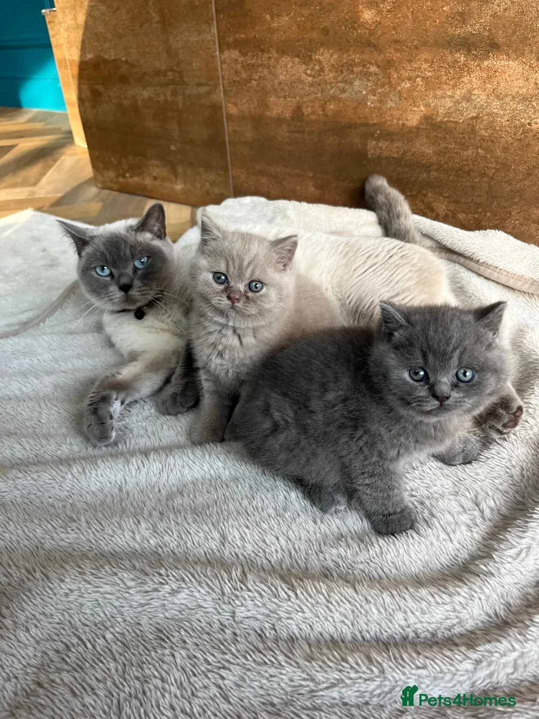 British Shorthair cats for sale: GCCF Full Pedigree Kittens £1200 in Leeds - Advert 2