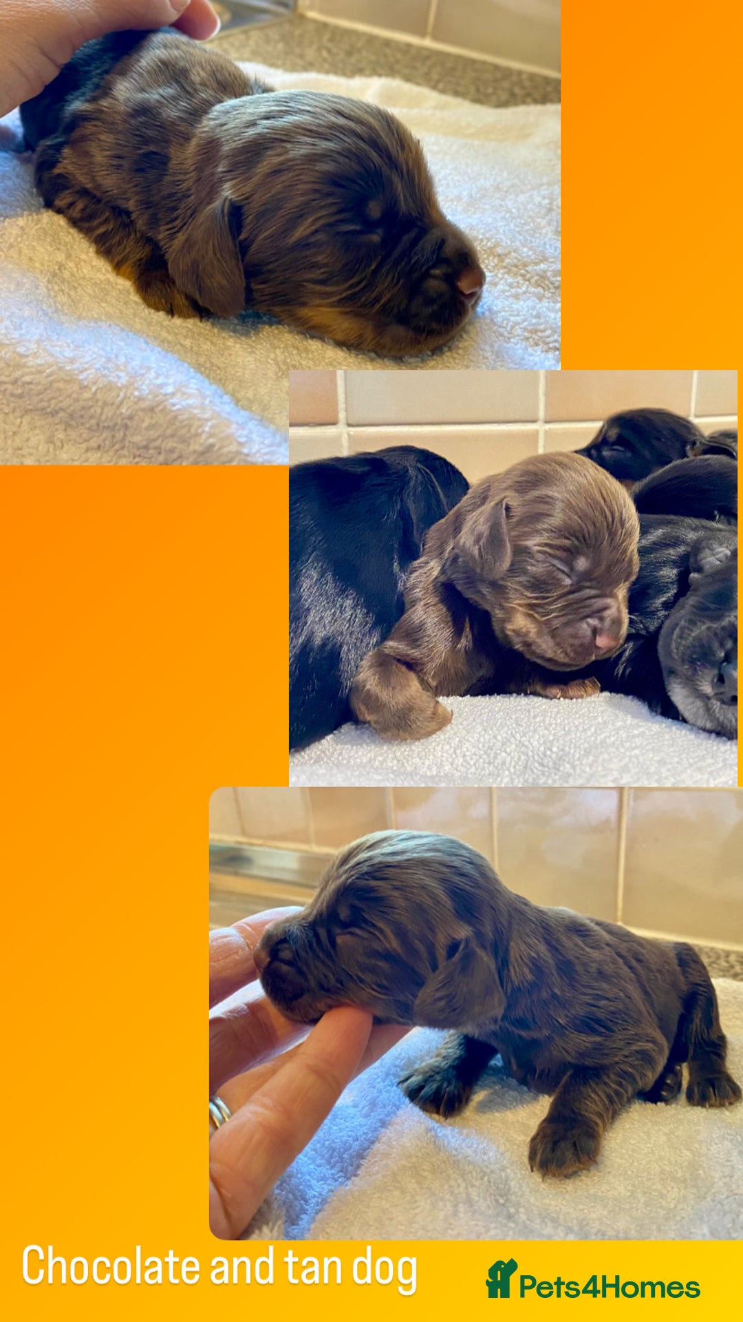 Cocker Spaniel dogs for sale: Working Cocker Spaniel Pups - Image 14