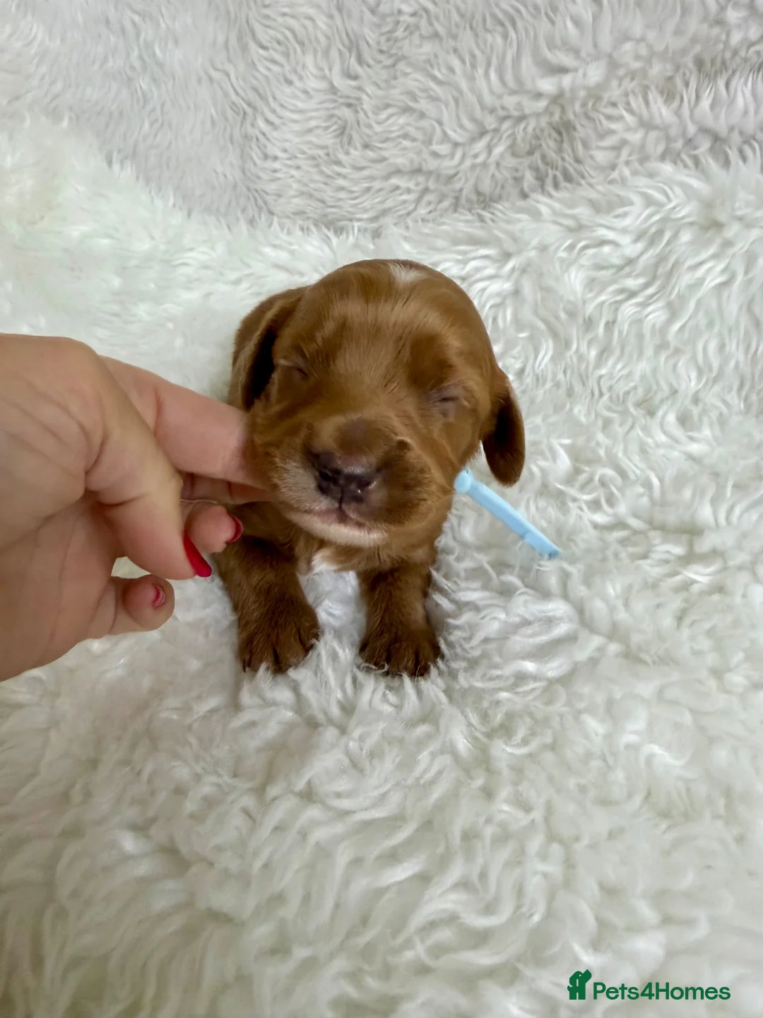 Cavapoo dogs for sale: Top quality, health tested F1b Cavapoo babies - Advert 20