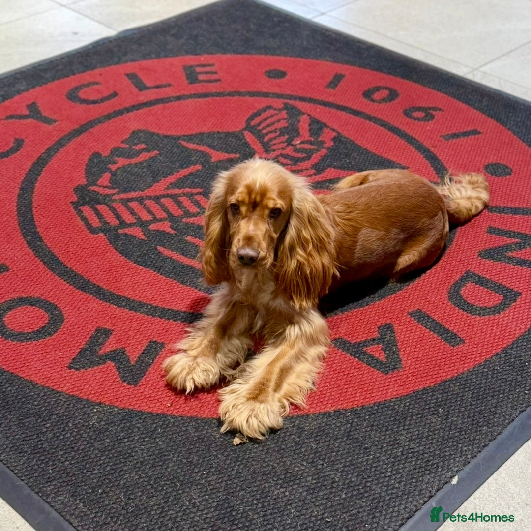 Cocker Spaniel dogs for sale: (Almost) 2 Year Old Cocker Spaniel Boy 🩵 - Advert 7