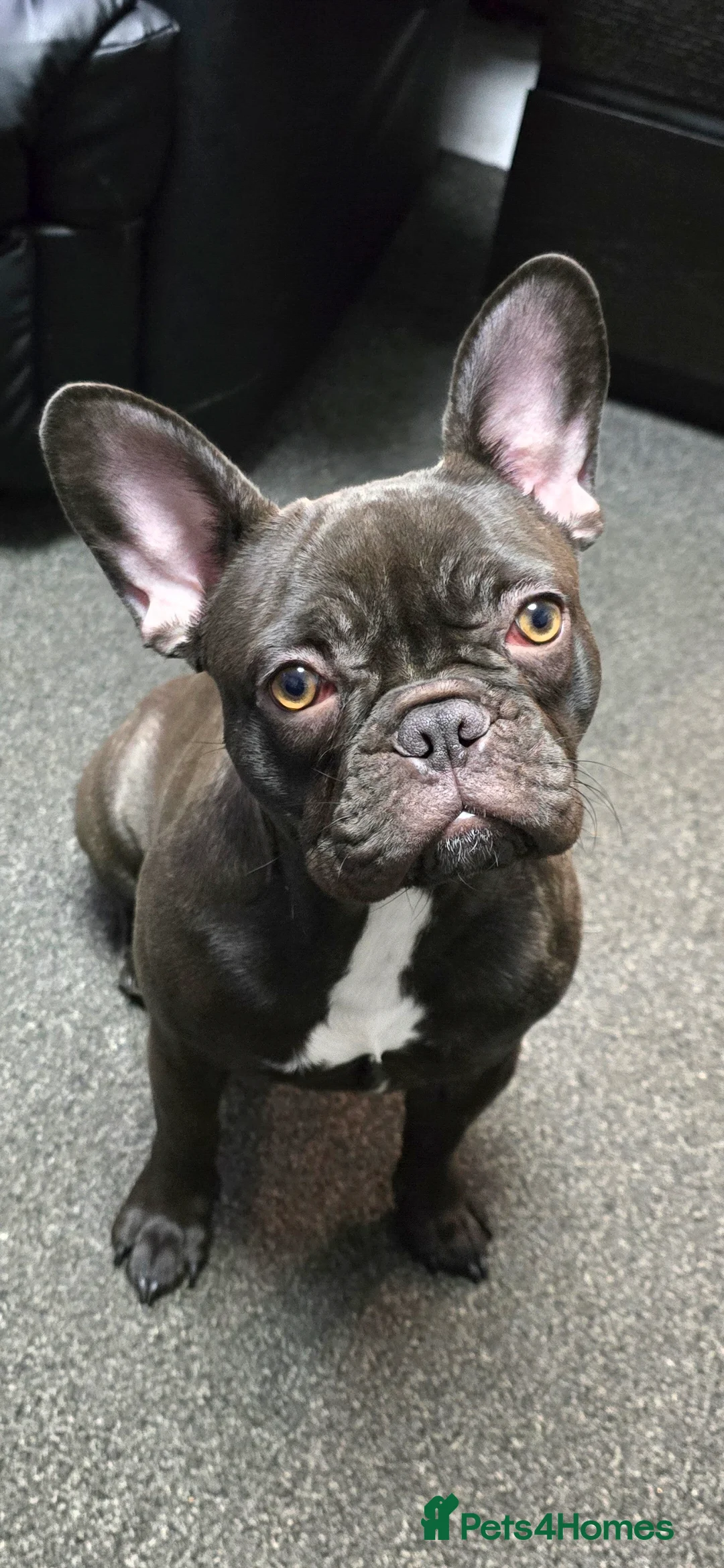 French Bulldog dogs for sale: French bulldog girl - Advert 1