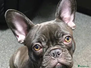 French Bulldog dogs French bulldog girl - Advert 1