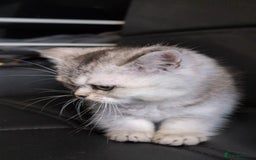 British Shorthair cats for sale: 🐾❣️ Beautiful BSH last Girl 💕 PEDIGREE - Image 7