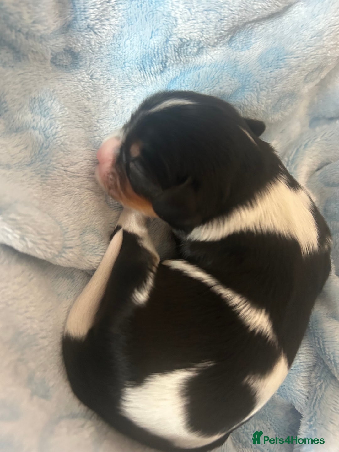 Cavalier King Charles Spaniel dogs for sale: Stunning King Charles Cavalier pups - Image 7