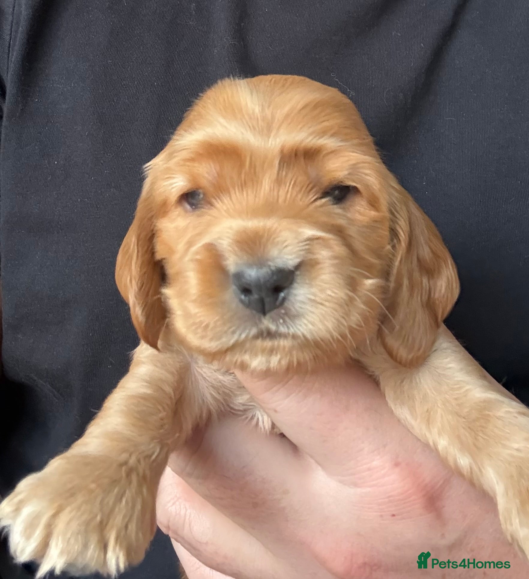 Cocker Spaniel dogs Show type cocker spaniel puppies - Golden  - Advert 2