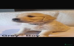Golden Retriever dogs for sale: Golden Retriever puppies  - Image 2