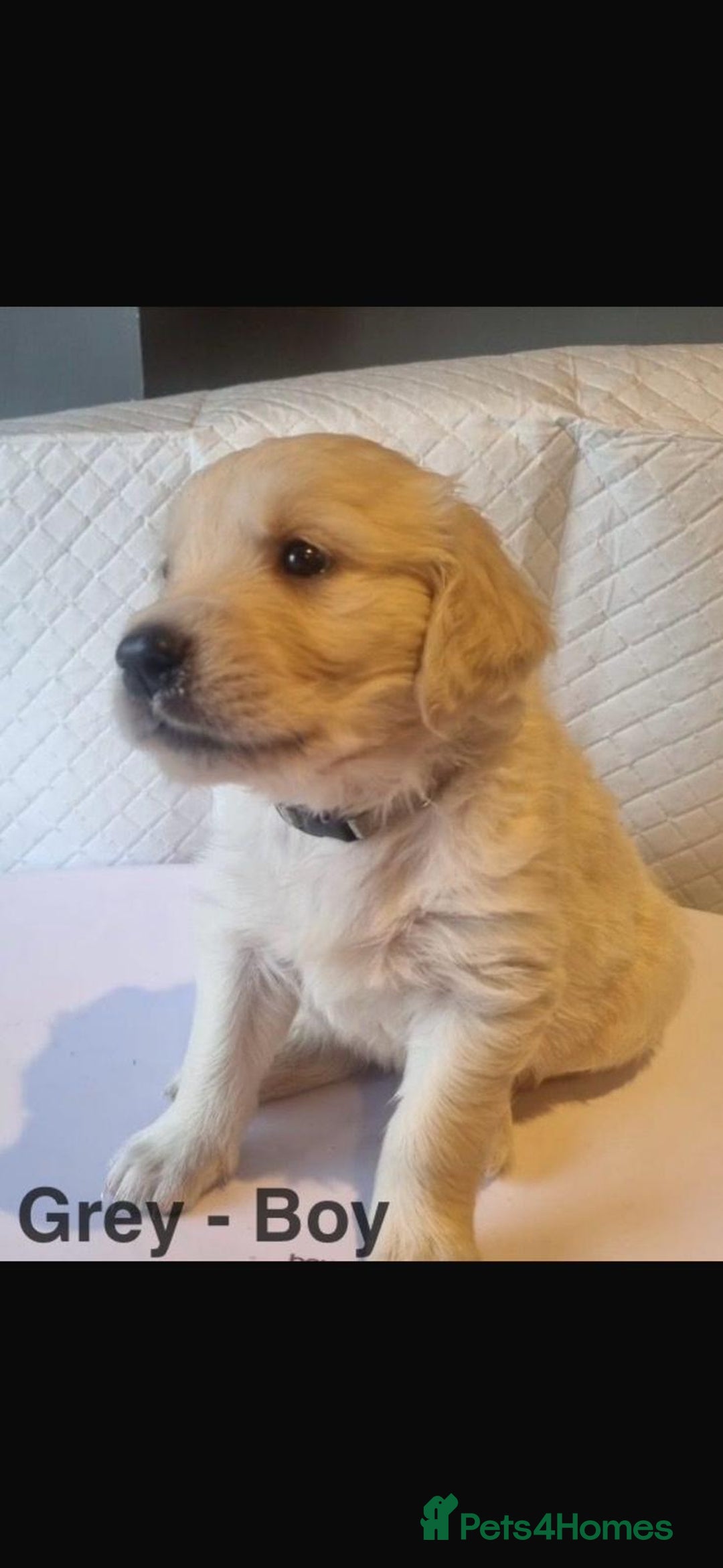 Golden Retriever dogs for sale: Golden Retriever puppies  - Image 2