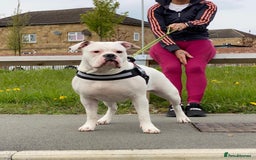 Olde English Bulldogge dogs for sale: Good home needed - Image 1
