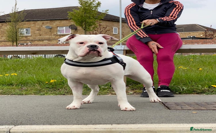 Olde English Bulldogge dogs - Advert 5