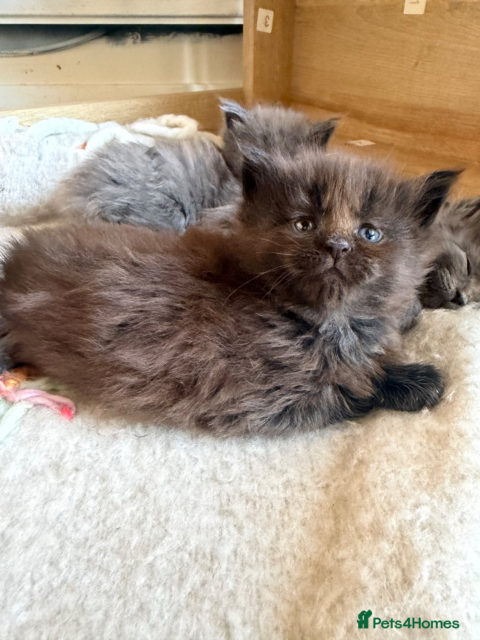 Maine Coon cats Maine Coon kittens  - Advert 2