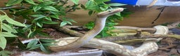 Python Snake reptiles for sale: Royal pythons looking for new homes  - Advert 2