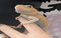 Bearded Dragon reptiles for sale: Witblits Bearded Dragon Babies ready now  - Image 3