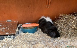 Guinea Pig rodents for sale: 2 x male Guinea Pigs  - Advert 2