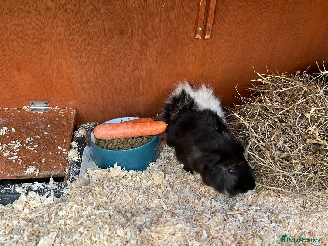 Guinea Pig rodents for sale: 2 x male Guinea Pigs  - Advert 2