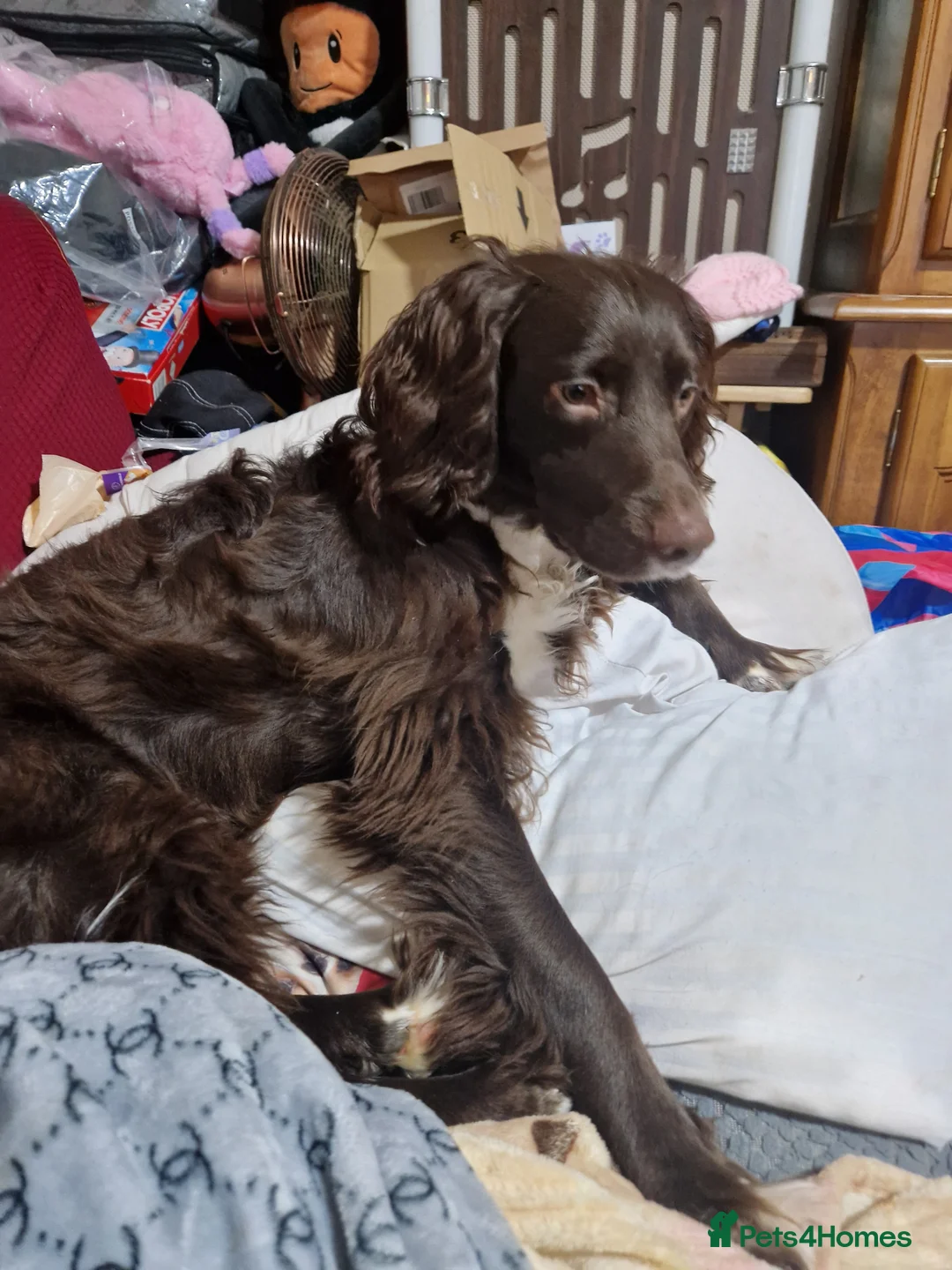 English Springer Spaniel dogs for sale: Kingsley  - Advert 1