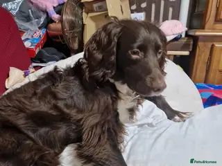 English Springer Spaniel dogs Kingsley - Advert 8
