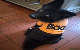 Pomsky dogs for sale: Pomsky Puppy for sale - Image 1