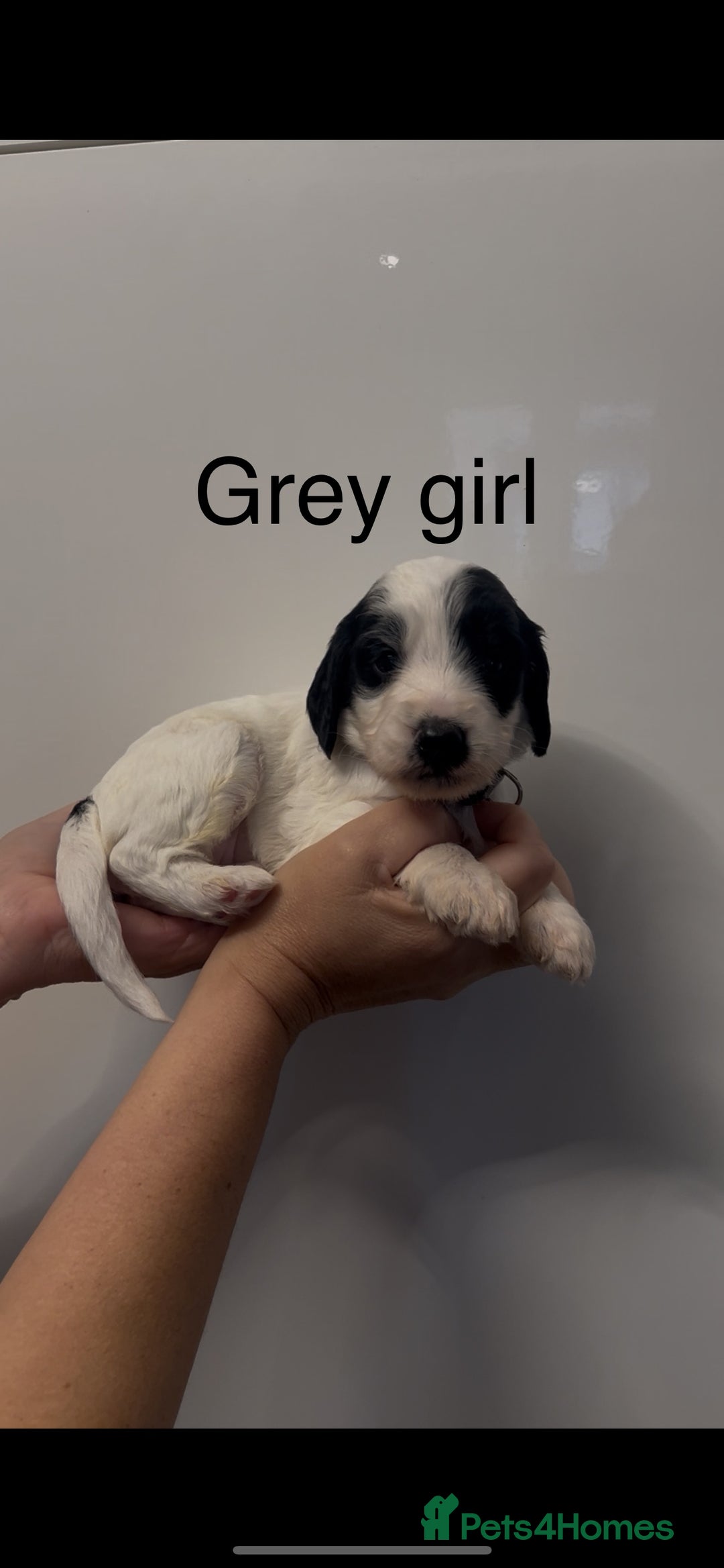Cockapoo dogs for sale: Cockapoo puppies - Image 12